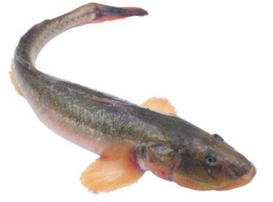 廣東十大河鮮排行榜,鮑魚(yú)蛋白質(zhì)含量高、象拔蚌肉質(zhì)鮮美