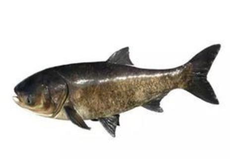 廣東十大河鮮排行榜,鮑魚(yú)蛋白質(zhì)含量高、象拔蚌肉質(zhì)鮮美