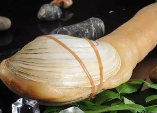廣東十大河鮮排行榜,鮑魚(yú)蛋白質(zhì)含量高、象拔蚌肉質(zhì)鮮美