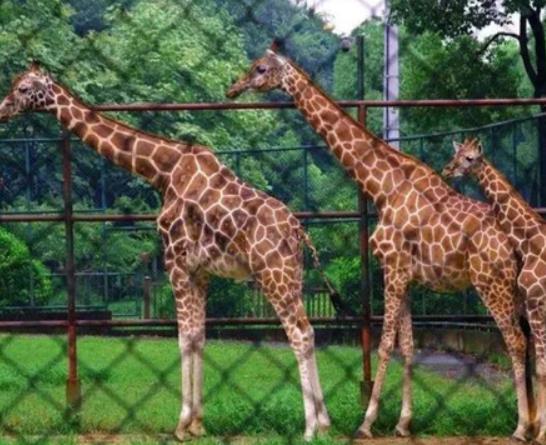 南京十大最好玩的景點(diǎn),紅山森林動(dòng)物園、南京科技館很受游客歡迎