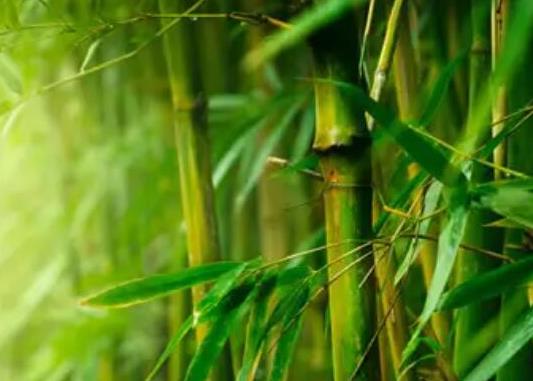 中國(guó)十大吉祥樹(shù)排名,銀杏被譽(yù)為長(zhǎng)壽樹(shù)木、梧桐觀賞價(jià)值很高
