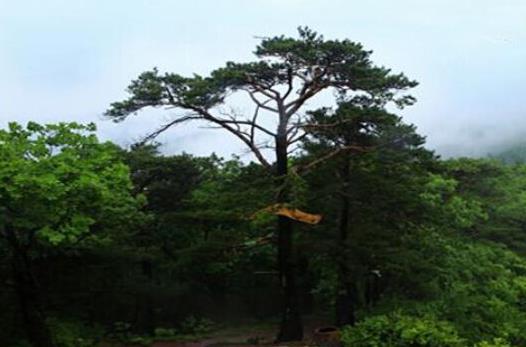 吉林省通化市十大旅游景點(diǎn)排行榜 通化有什么好玩的地方