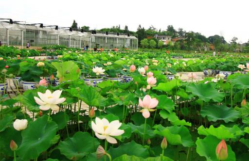 江西省撫州市十大旅游景點(diǎn)排行榜 撫州有什么好玩的地方