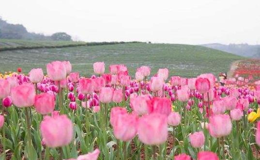 四川省瀘州市十大旅游景點(diǎn)排行榜 瀘州有什么好玩的地方