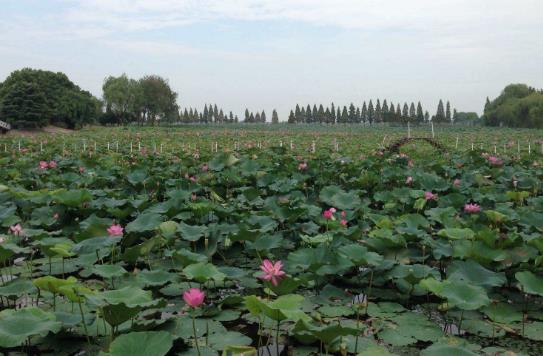 湖北省荊州十大旅游景點(diǎn)排行榜 荊州有什么好玩的地方