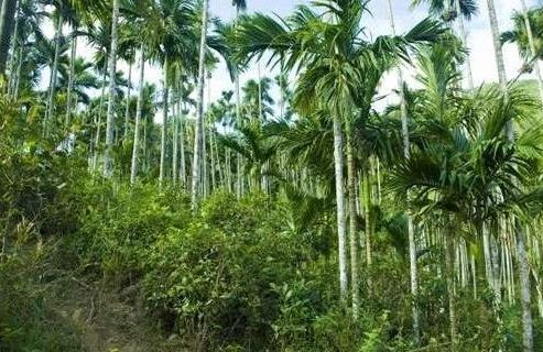 海南省五指山十大旅游景點(diǎn)排行榜 五指山有什么好玩的地方