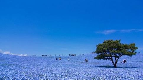 日本茨城縣十大旅游景點(diǎn)排行榜 茨城縣有什么好玩的地方