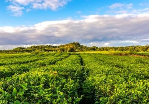 非洲毛里求斯十大旅游景點(diǎn)排行榜 毛里求斯有什么好玩的地方