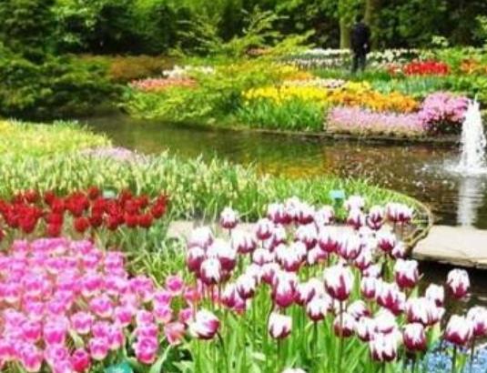 荷蘭北荷蘭省十大旅游排行 庫(kù)肯霍夫公園這里是世界上最大的郁金香公園