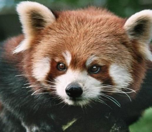丹麥南丹麥大區(qū)十大旅游景點(diǎn)排行 給斯卡德動(dòng)物園吸引了很多游客