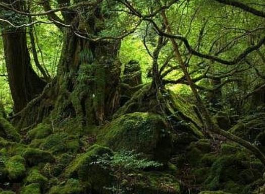世界十大最迷人的森林旅游景點(diǎn)排行 懷波瓦森林有兩棵活貝殼杉樹