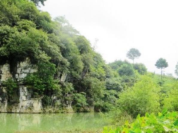 世界十大最迷人的森林旅游景點(diǎn)排行 懷波瓦森林有兩棵活貝殼杉樹