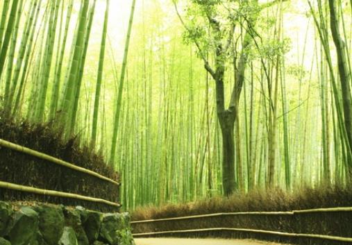 世界十大最迷人的森林旅游景點(diǎn)排行 懷波瓦森林有兩棵活貝殼杉樹