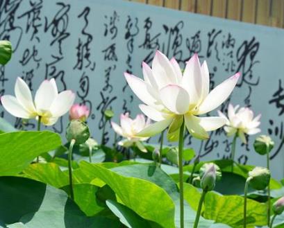 風(fēng)景獨好江西十大最美景點旅游景點排行 月亮灣只覺得一彎秀水