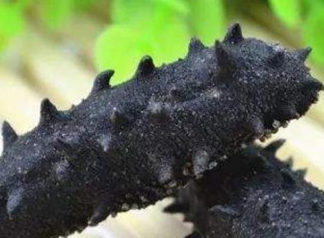 盤(pán)點(diǎn)生物界五大壽命最長(zhǎng)生物 海生的蛤蜊是一種比較長(zhǎng)壽的物種