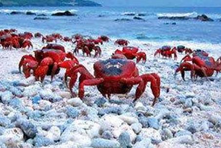 盤點世界五大被小動物占領(lǐng)的小島 哥斯達(dá)黎加有一個“狗島”