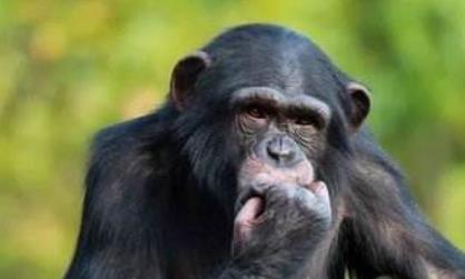 盤點科學史上最著名的五大功勛動物 薛定諤的貓這個是有關(guān)貓生死疊加的猜想