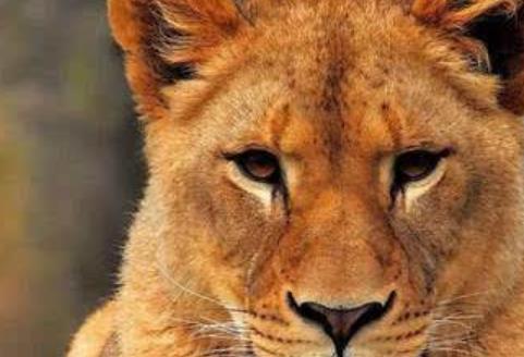 全球五大“活得最累”的動(dòng)物 紅毛猩猩現(xiàn)在全球僅存3萬(wàn)只