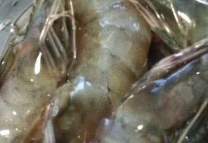五大現(xiàn)存世界上最古老的動物 最原始鯊魚皺鰓鯊存在1.5億年