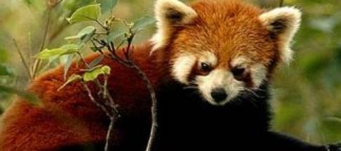 盤點全球五大最可愛的動物 耳廓狐是夜行型沙漠狐