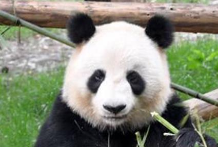 盤點全球五大最可愛的動物 耳廓狐是夜行型沙漠狐