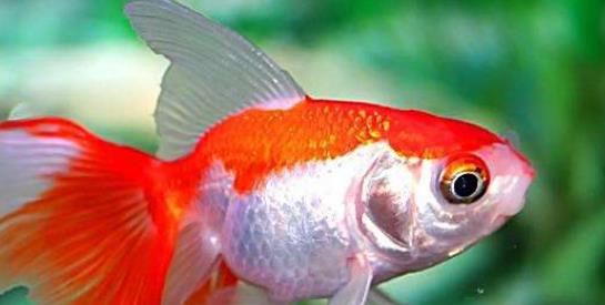 全球四大最受歡迎寵物排行榜 金魚起源于中國