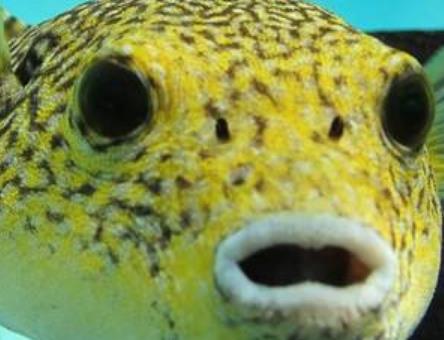 地球五大最可愛(ài)動(dòng)物 尖嘴魚與海馬和海龍是同一族生物