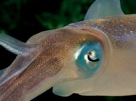 全球六大神秘生物盤點(diǎn) 皇帶魚要見(jiàn)到皇帶魚的蹤影實(shí)在不簡(jiǎn)單