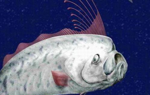 全球六大神秘生物盤點(diǎn) 皇帶魚要見(jiàn)到皇帶魚的蹤影實(shí)在不簡(jiǎn)單