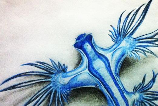 全球六大神秘生物盤點(diǎn) 皇帶魚要見(jiàn)到皇帶魚的蹤影實(shí)在不簡(jiǎn)單