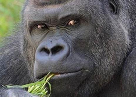 五大高智商動物排行 最聰明的動物當(dāng)然是人