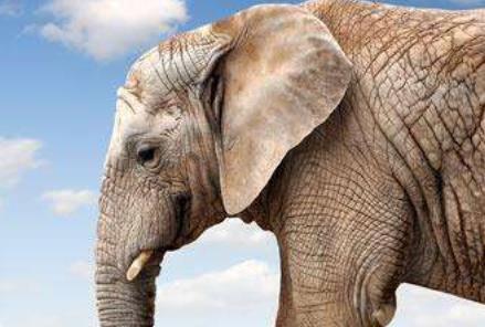 五大高智商動物排行 最聰明的動物當(dāng)然是人