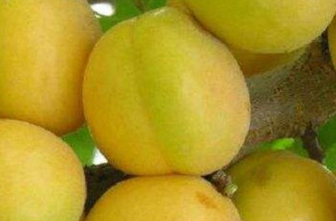 山西運(yùn)城土特產(chǎn)品排行 板棗呈長圓形體大肥碩
