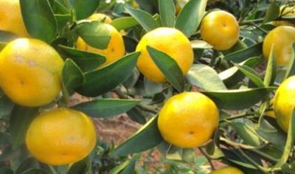 江西地方特產(chǎn)排行榜 南豐蜜桔皮薄核小