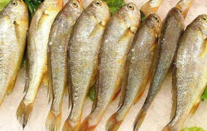 遼寧營(yíng)口土特產(chǎn)品排行 小黃花魚開胃益氣