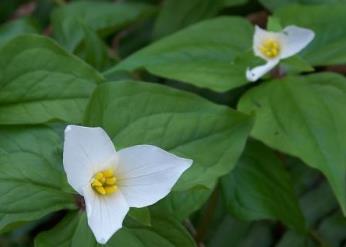 湖北神農(nóng)架地方特色小吃排行榜 神農(nóng)百花蜜可健身增