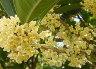 中國(guó)名花排行榜 水仙素有“凌波仙子”的雅稱(chēng)