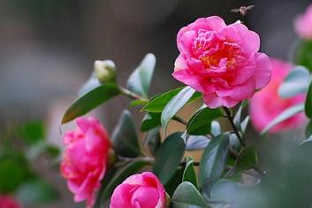中國(guó)名花排行榜 水仙素有“凌波仙子”的雅稱(chēng)