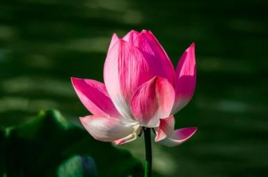 中國(guó)名花排行榜 水仙素有“凌波仙子”的雅稱(chēng)