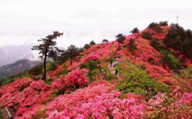 中國(guó)名花排行榜 水仙素有“凌波仙子”的雅稱(chēng)