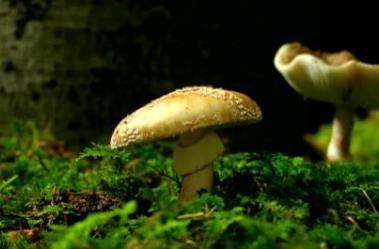 世界上最奇特的地方 螺旋森林位于德國達(dá)姆施塔特