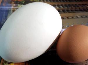 最恐怖零食 Balut(巴魯特)是一個(gè)受精鴨蛋