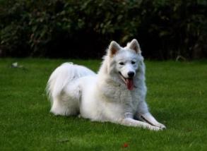 世界上最不忠誠的狗排名 薩摩耶犬是一種比較受歡迎的寵物狗