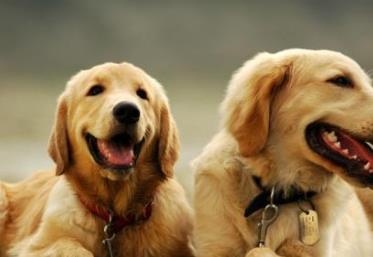 世界上最可愛的犬類排行榜 斗牛犬起源于19世紀(jì)