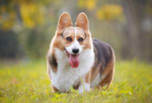 世界上最不忠誠的狗排名 薩摩耶犬是一種比較受歡迎的寵物狗