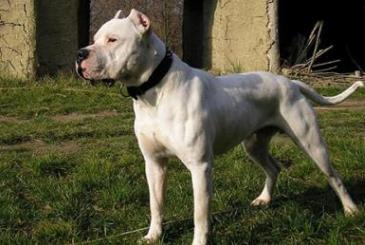 世界斗犬排名 比特犬是一種比較兇猛的狗橫勇無敵斗犬戰(zhàn)神