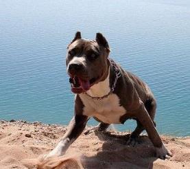 世界斗犬排名 比特犬是一種比較兇猛的狗橫勇無敵斗犬戰(zhàn)神