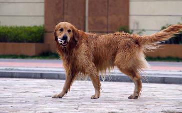 適合家養(yǎng)的大型犬排名 拉布拉多獵犬是個(gè)值得信賴(lài)的家庭犬
