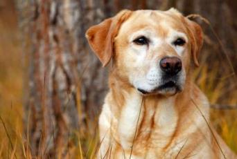 適合家養(yǎng)的大型犬排名 拉布拉多獵犬是個(gè)值得信賴(lài)的家庭犬