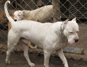 世界斗犬排名 比特犬是一種比較兇猛的狗橫勇無敵斗犬戰(zhàn)神
